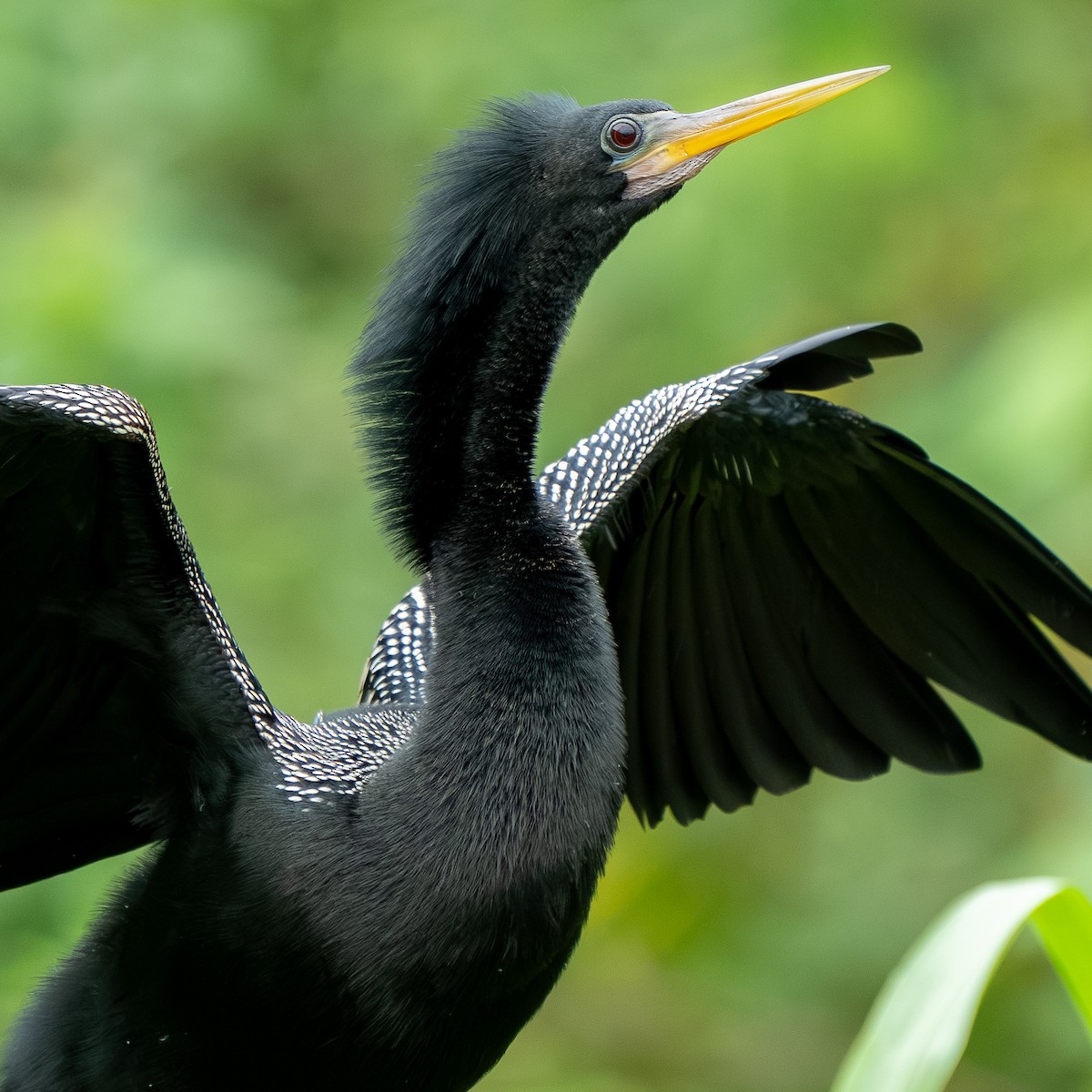 Anhinga - ML622056692