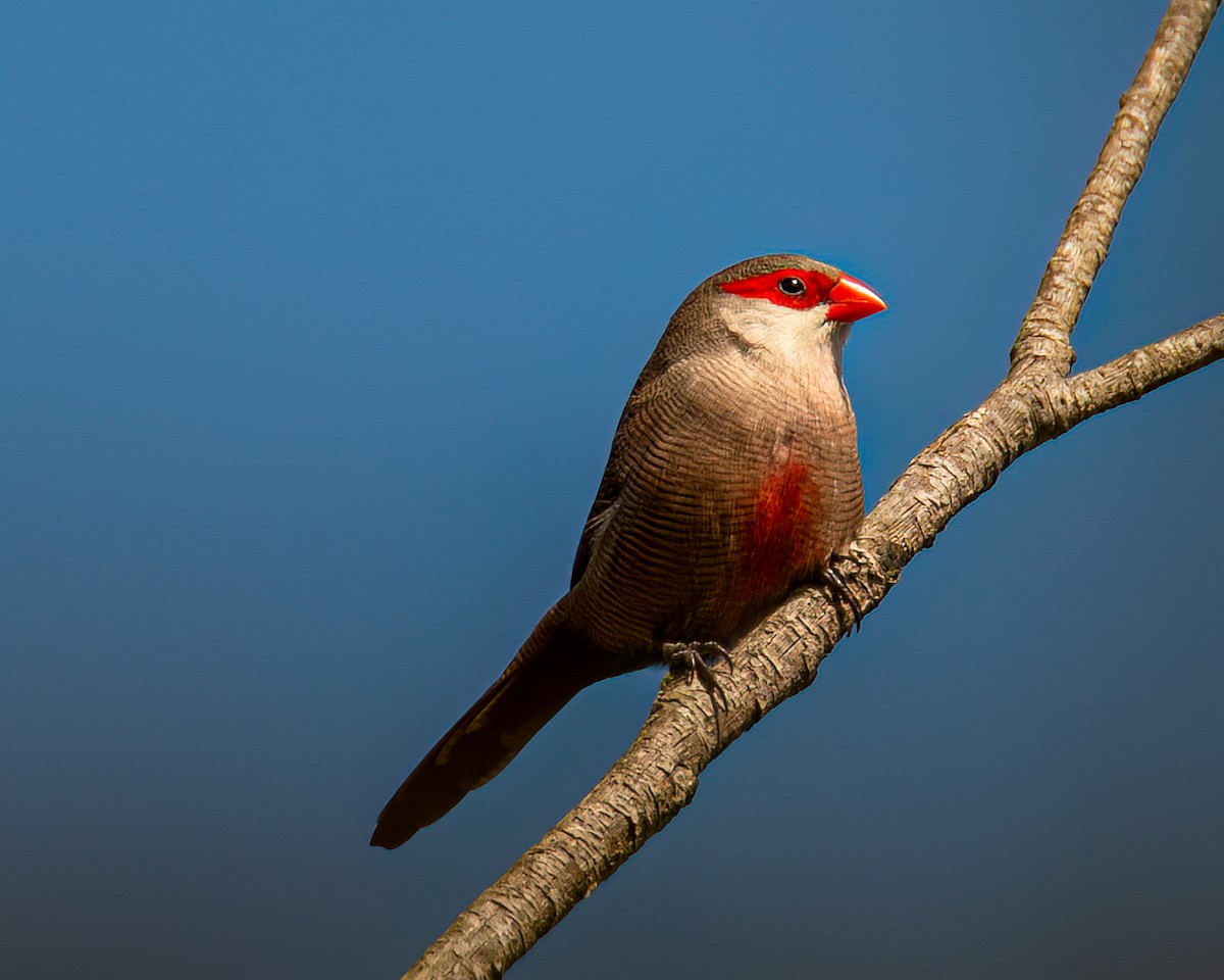 Common Waxbill - ML622056693