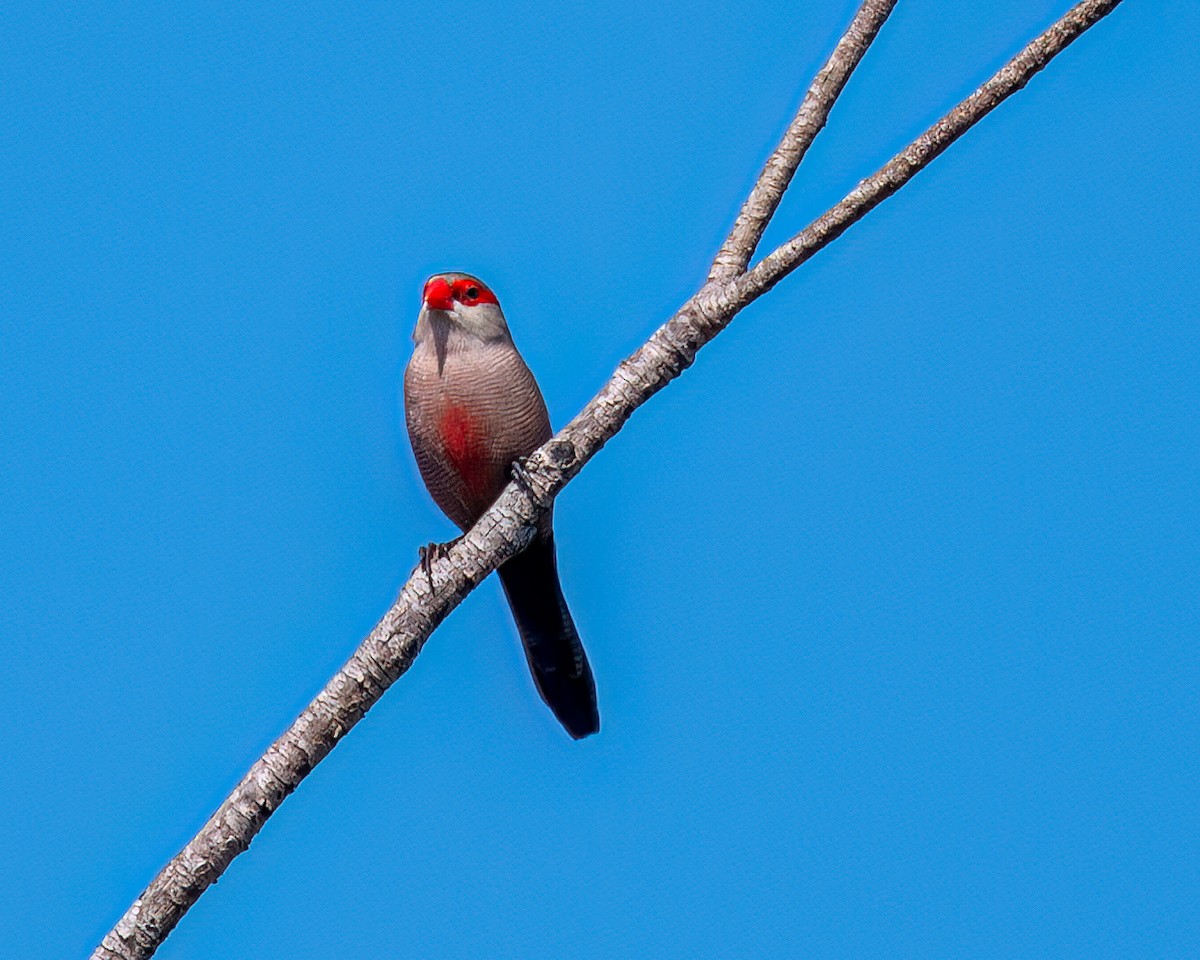 Common Waxbill - ML622056694