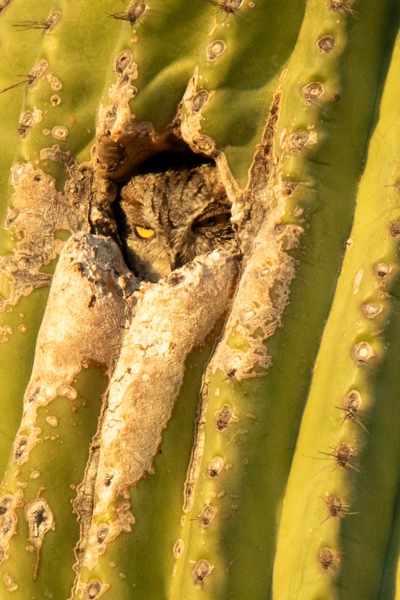 Western Screech-Owl - ML622056695