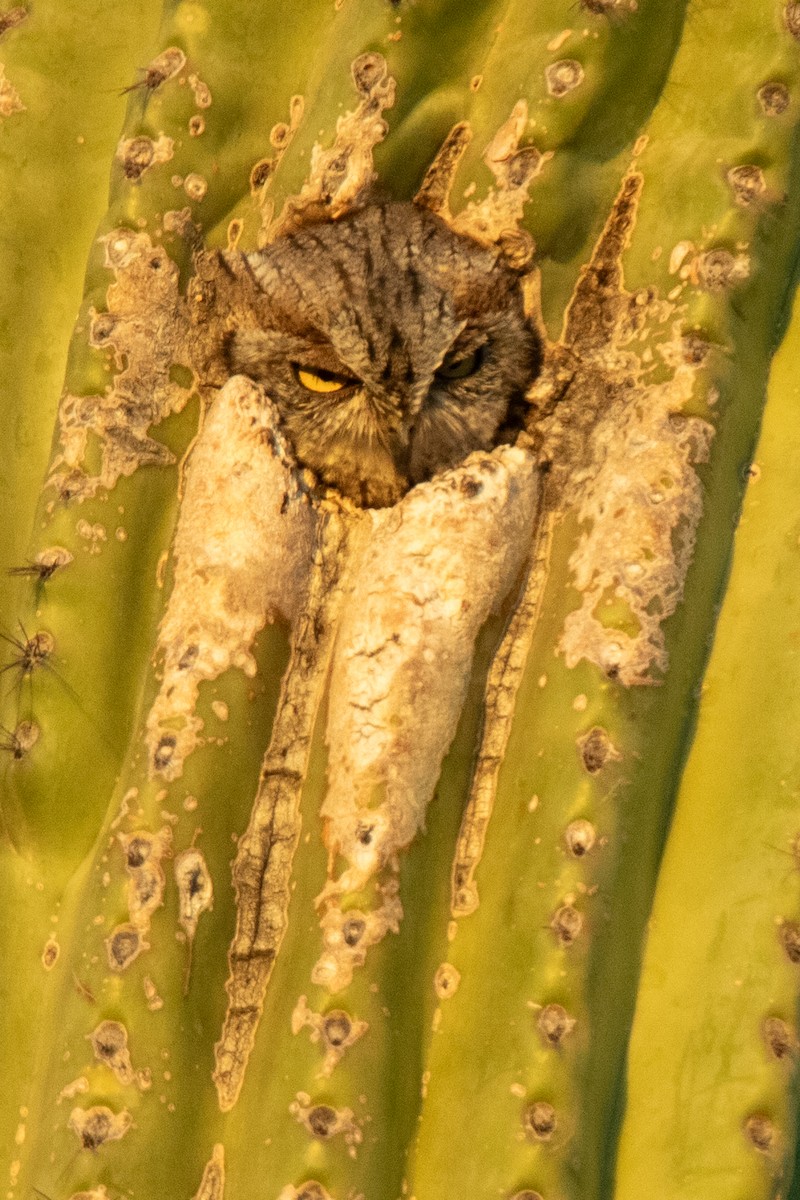 Western Screech-Owl - ML622056696