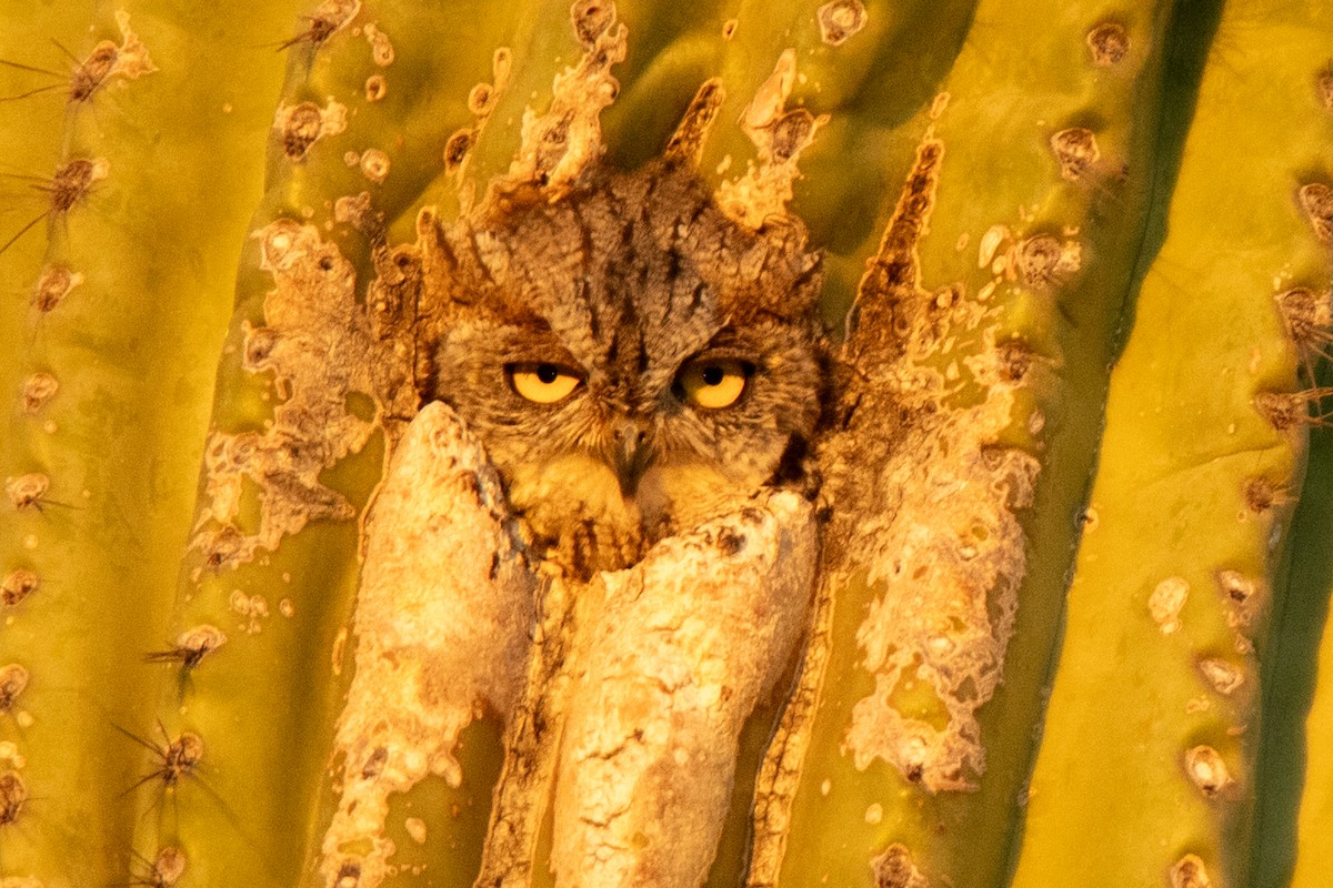 Western Screech-Owl - ML622056697