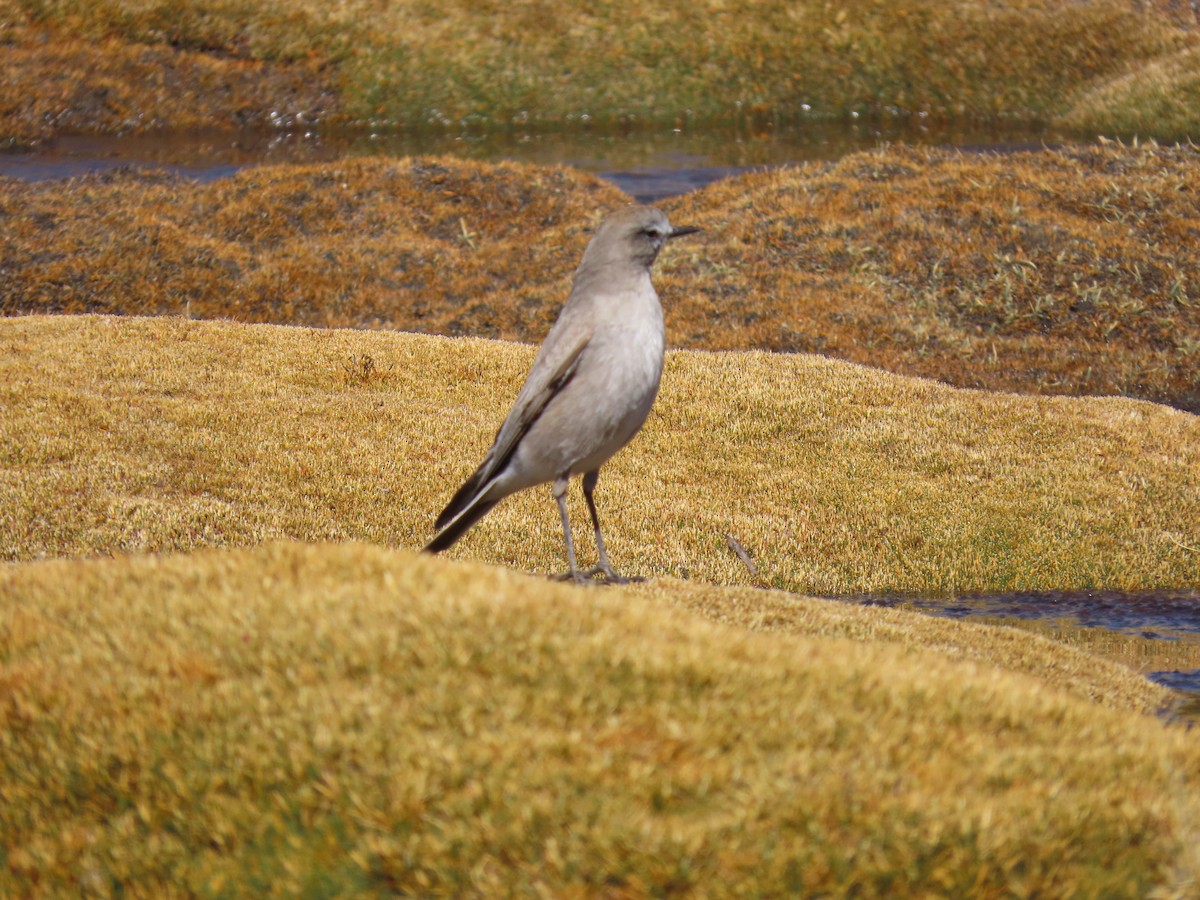 White-fronted Ground-Tyrant - ML622056698