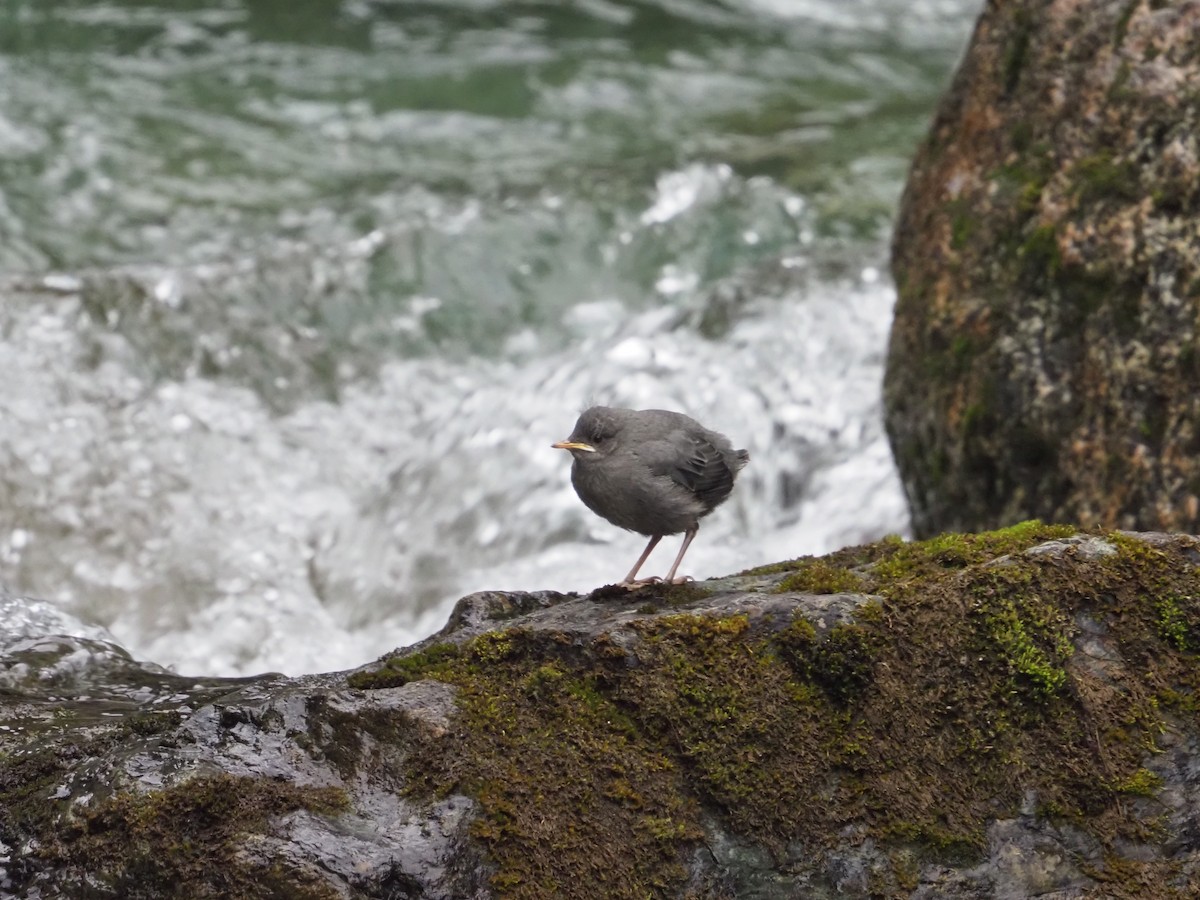 American Dipper - ML622056699