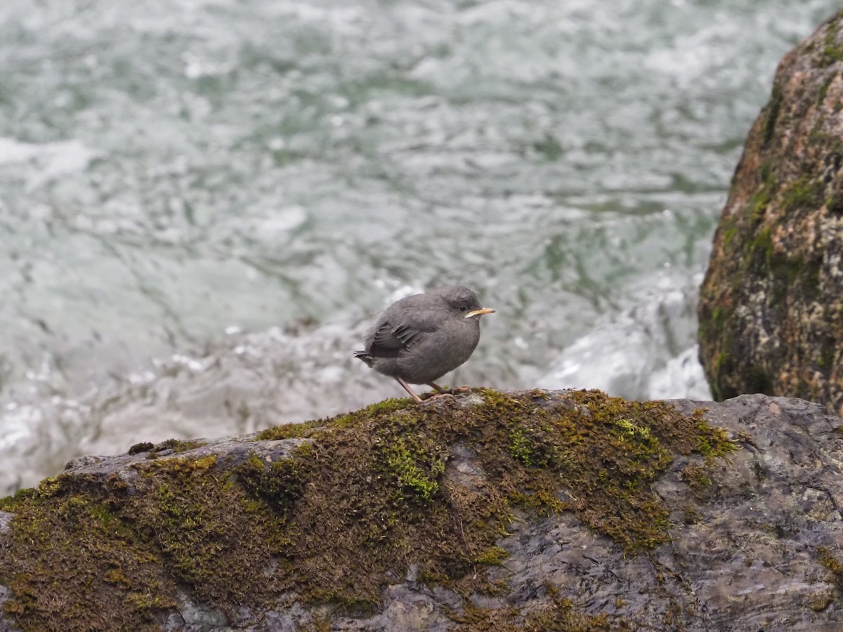 American Dipper - ML622056700