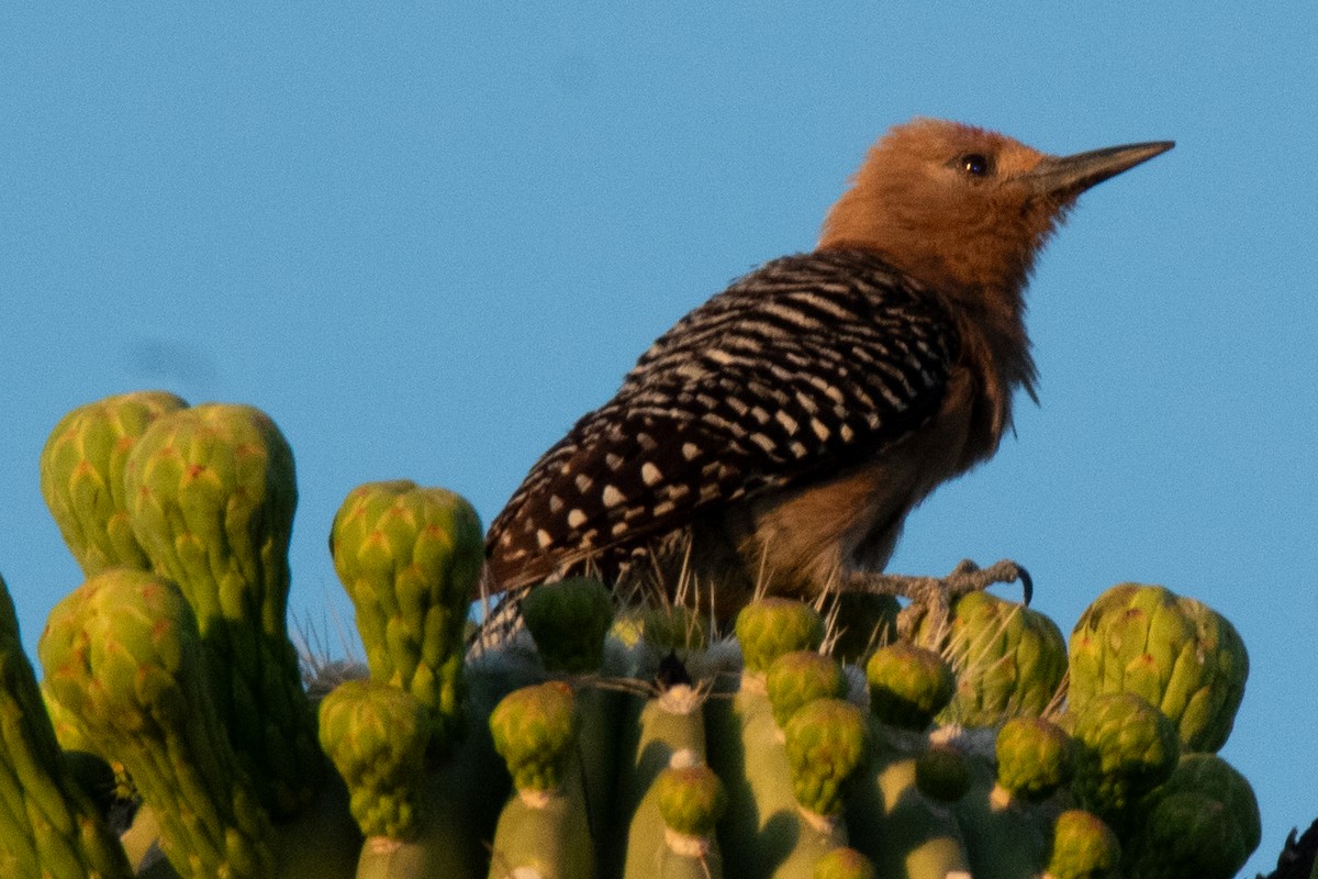 Gila Woodpecker - ML622056701