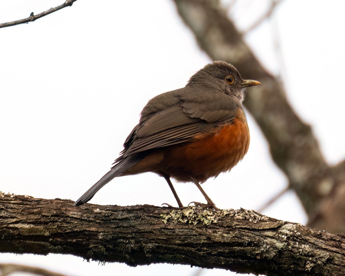 Rufous-bellied Thrush - ML622056702