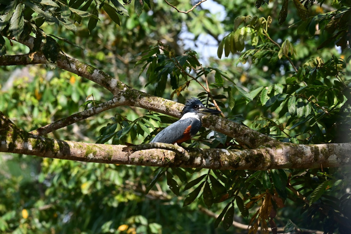 Ringed Kingfisher - ML622056704