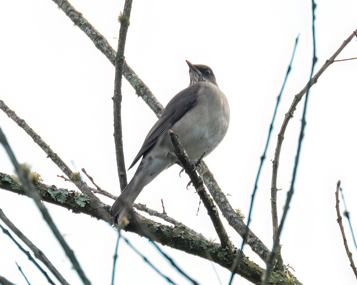 Pale-breasted Thrush - ML622056706