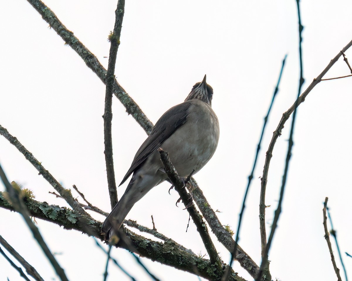 Pale-breasted Thrush - ML622056707