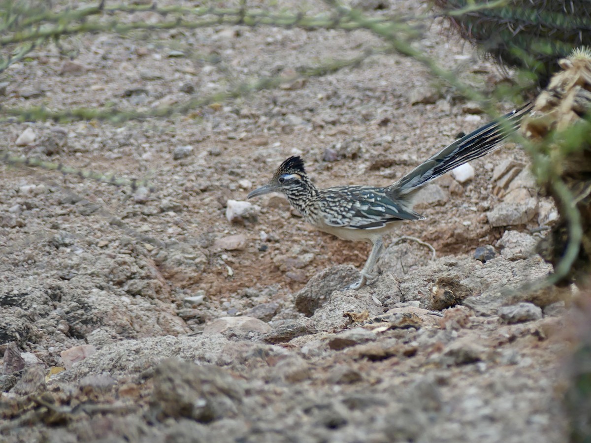 Greater Roadrunner - ML622056708