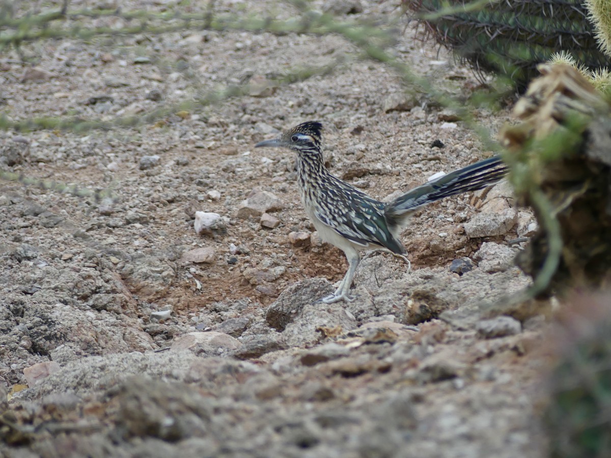 Greater Roadrunner - ML622056709