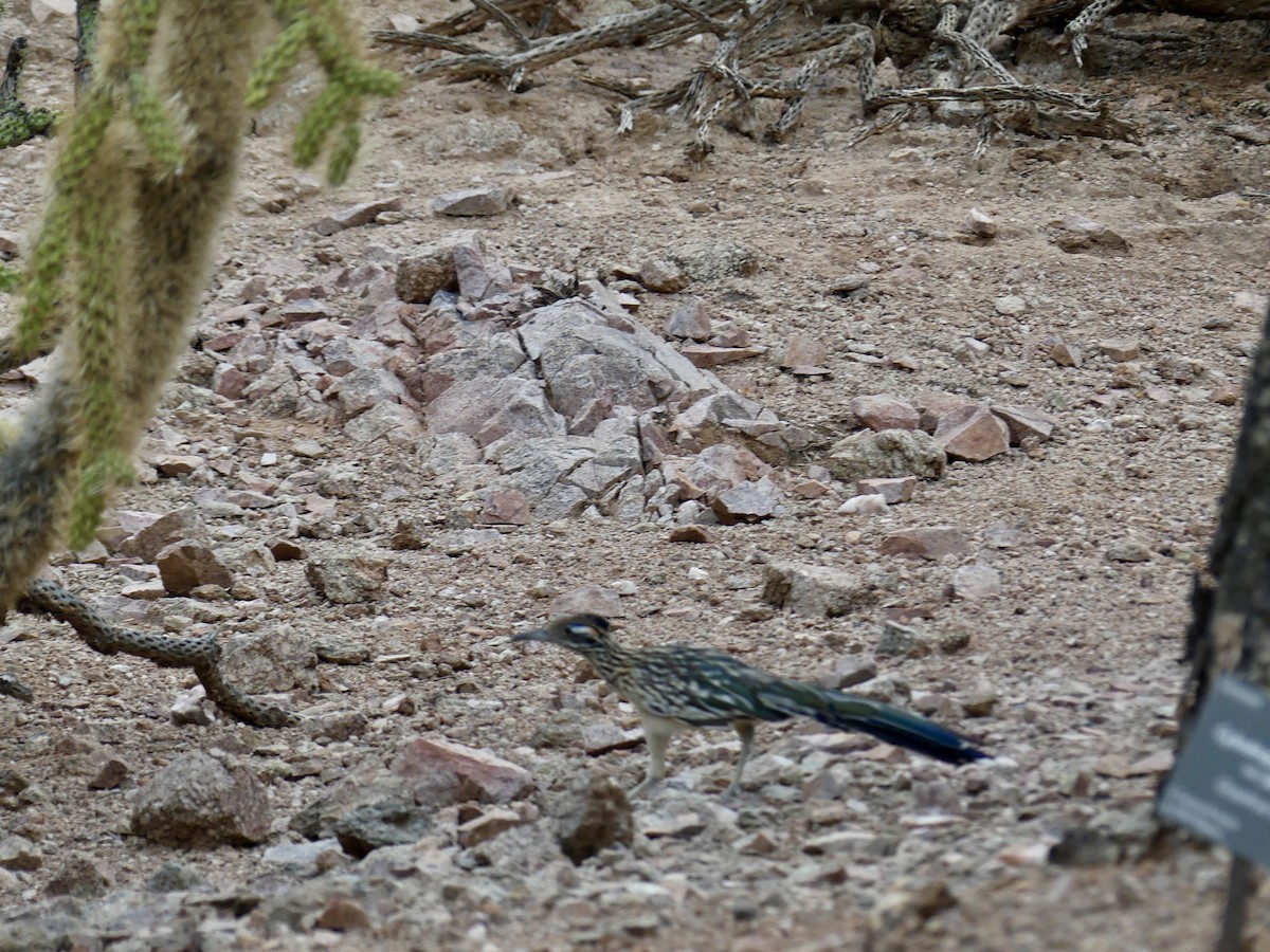 Greater Roadrunner - ML622056710