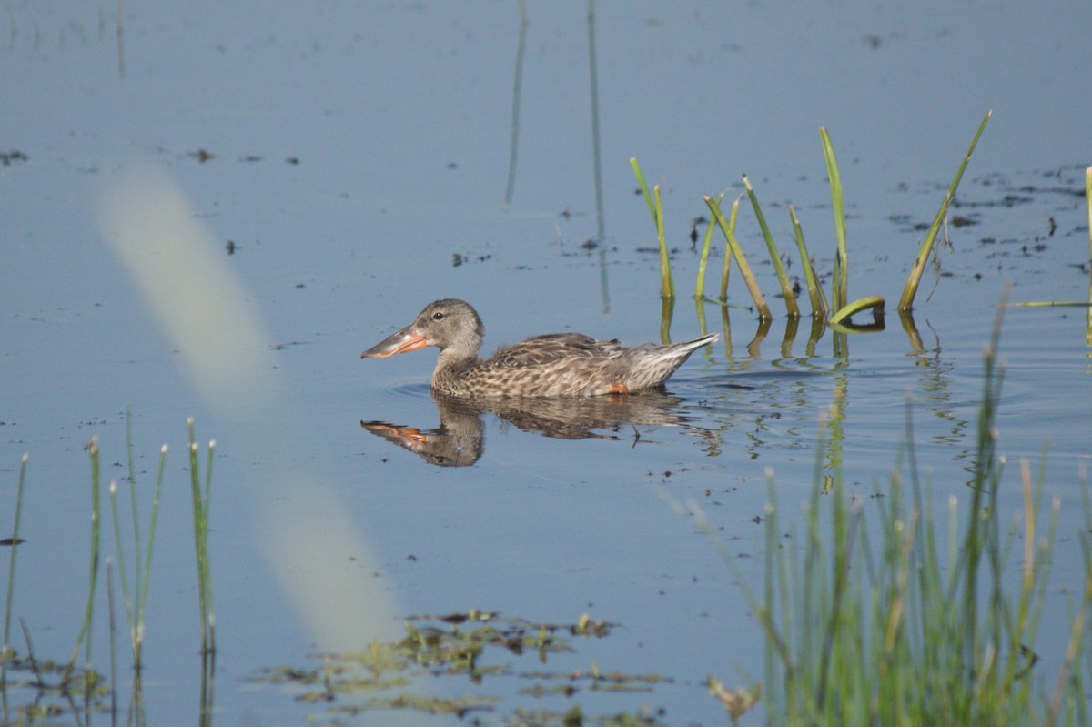 Northern Shoveler - Anonymous