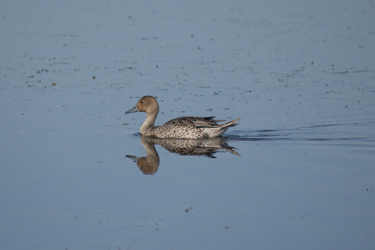 Northern Pintail - Anonymous