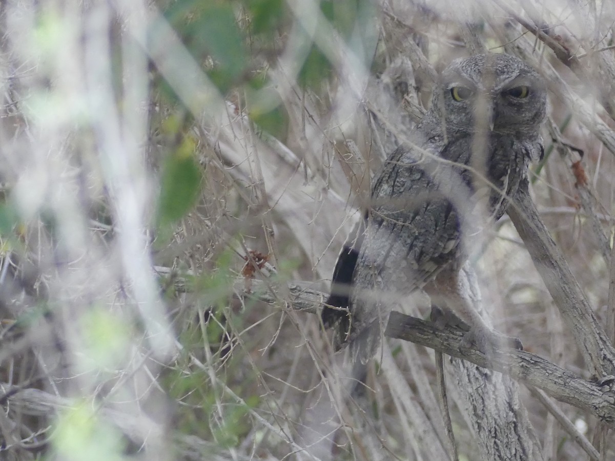 Western Screech-Owl - Dennis Wolter