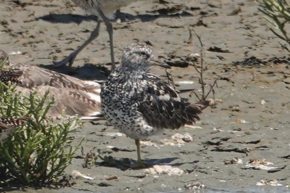 Surfbird - ML622056730