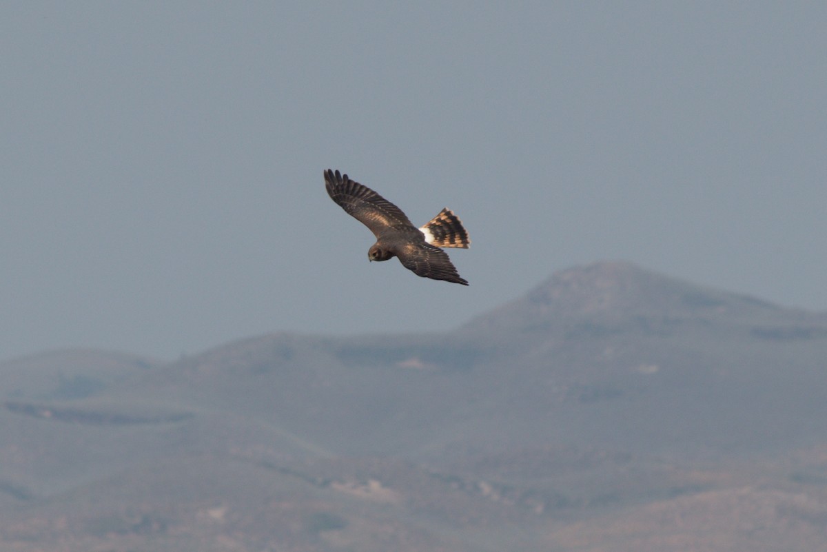 Northern Harrier - Anonymous