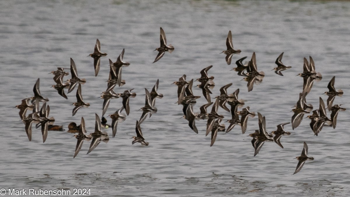 Red-necked Phalarope - Mark Rubensohn