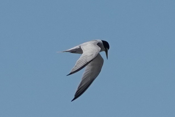 Least Tern - ML622056734