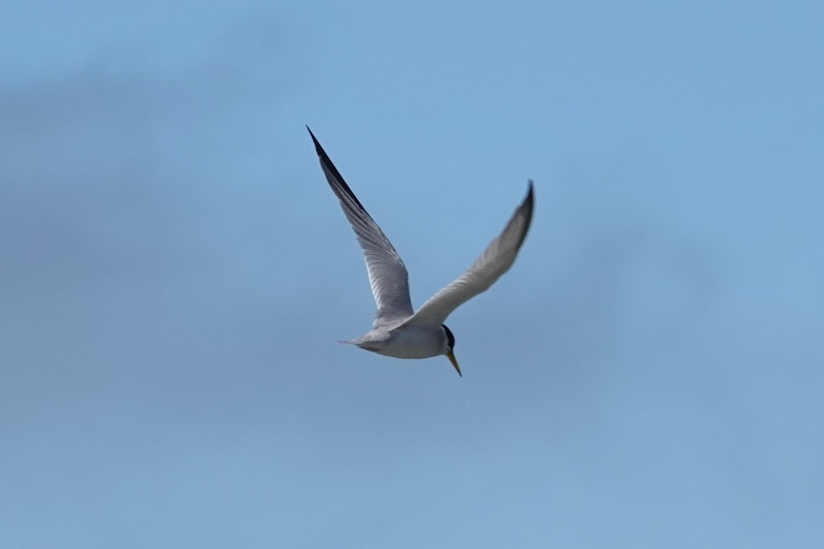 Least Tern - Melissa Johnson