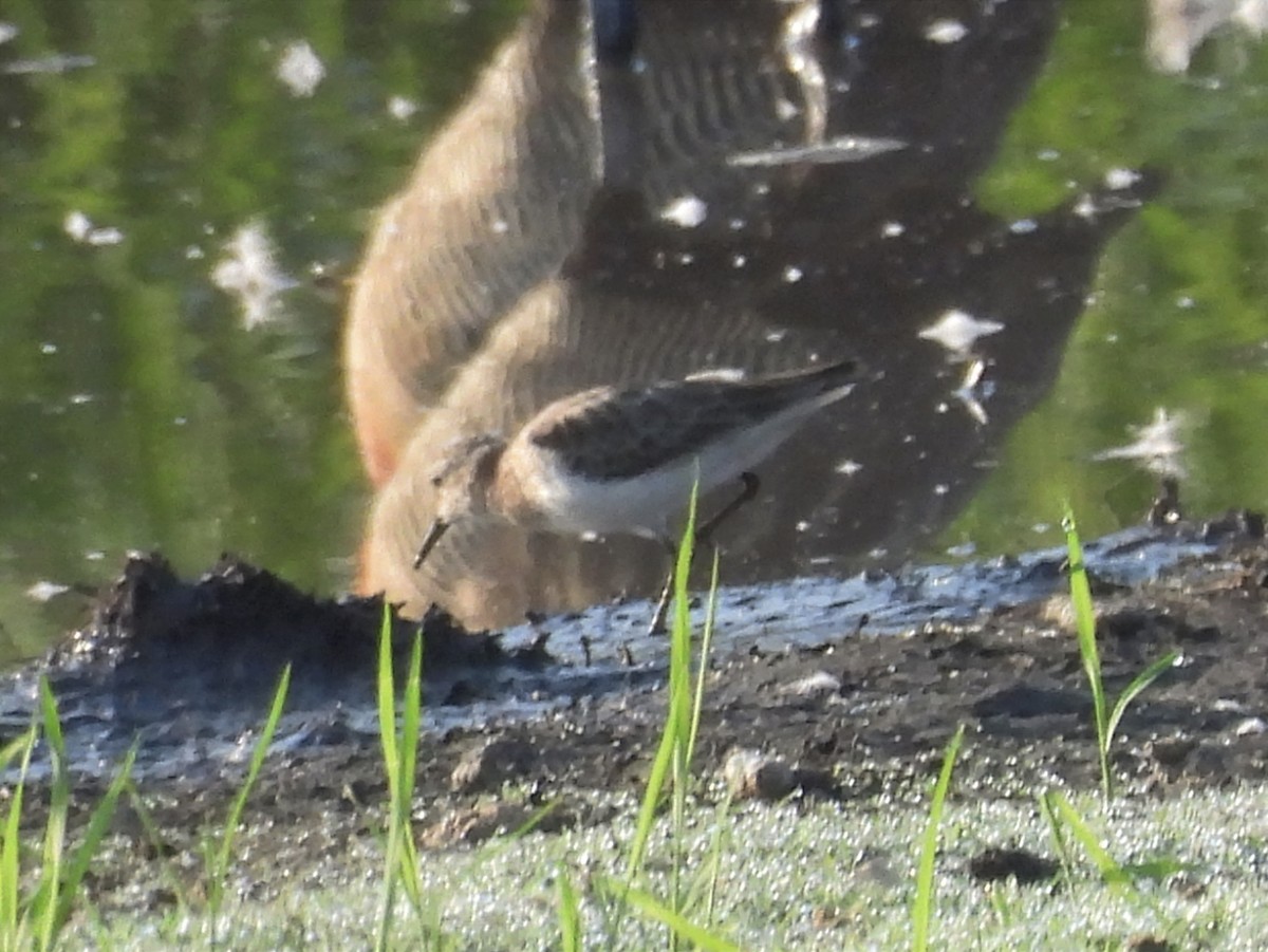 Least Sandpiper - Jhon Carlos Andres Rivera Higuera