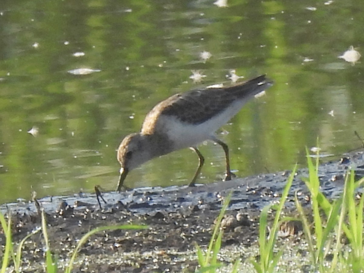 Least Sandpiper - Jhon Carlos Andres Rivera Higuera