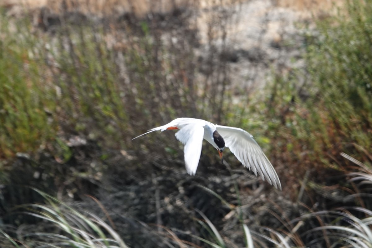 Forster's Tern - ML622056740