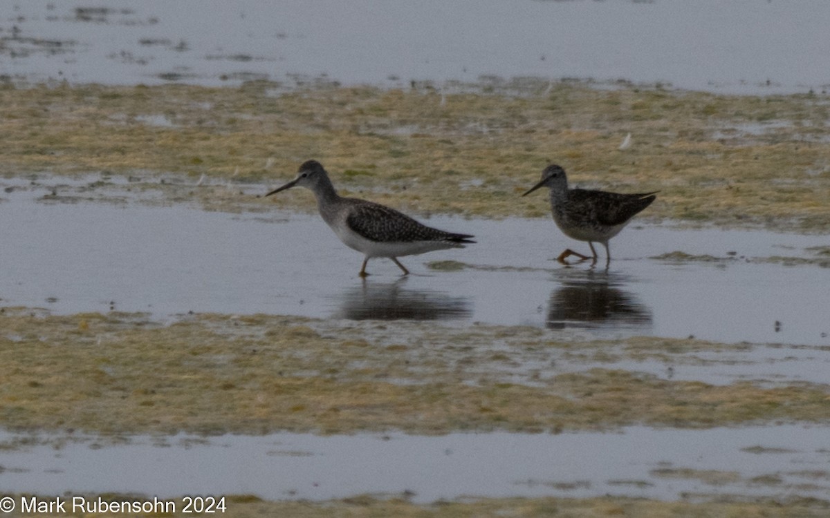 Lesser Yellowlegs - Mark Rubensohn