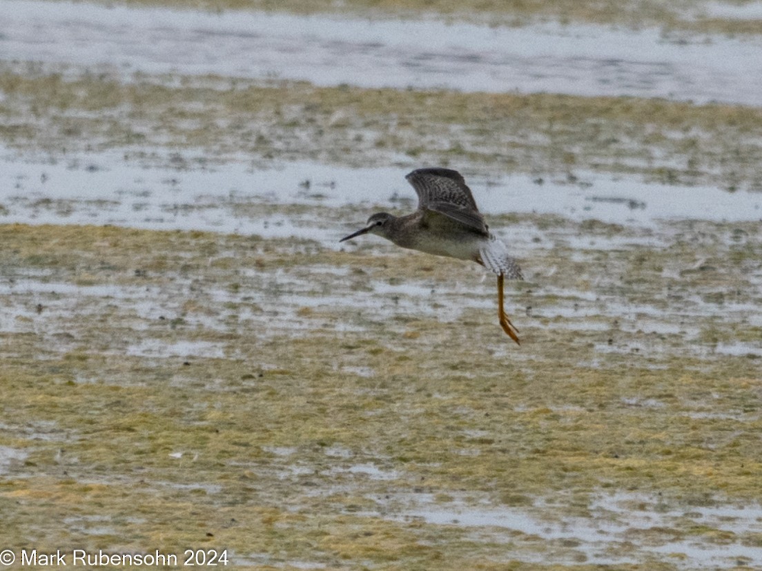 gulbeinsnipe - ML622056744