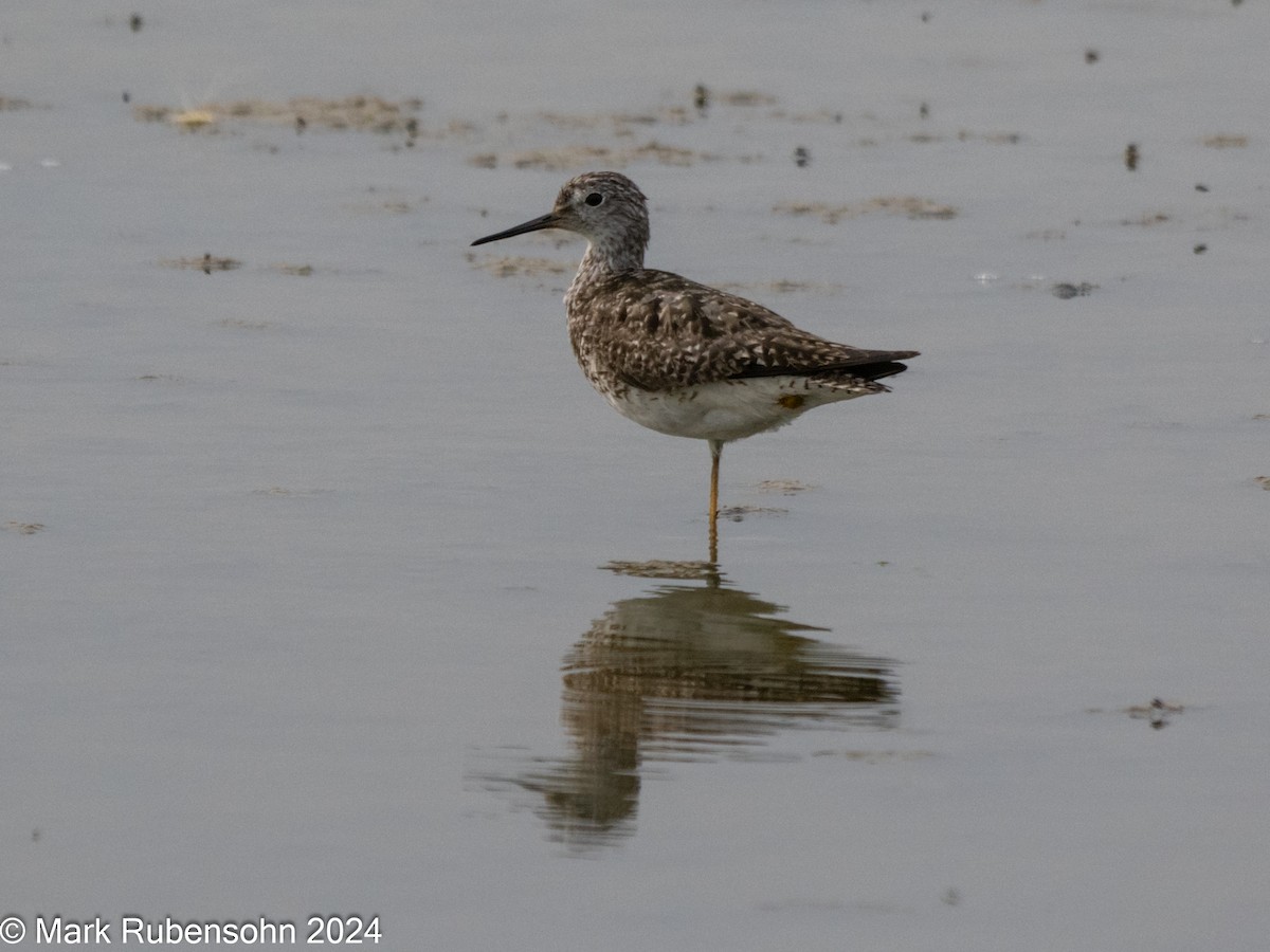 gulbeinsnipe - ML622056745