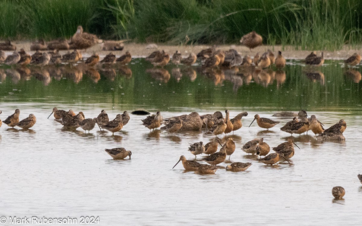 langnebbekkasinsnipe - ML622056746