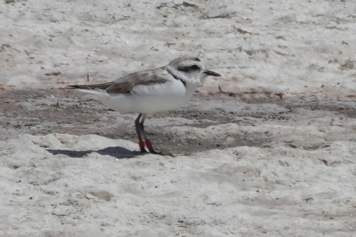 Snowy Plover - ML622056747