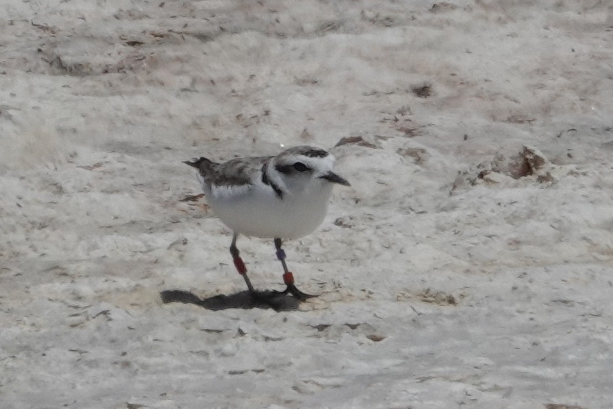 Snowy Plover - ML622056750