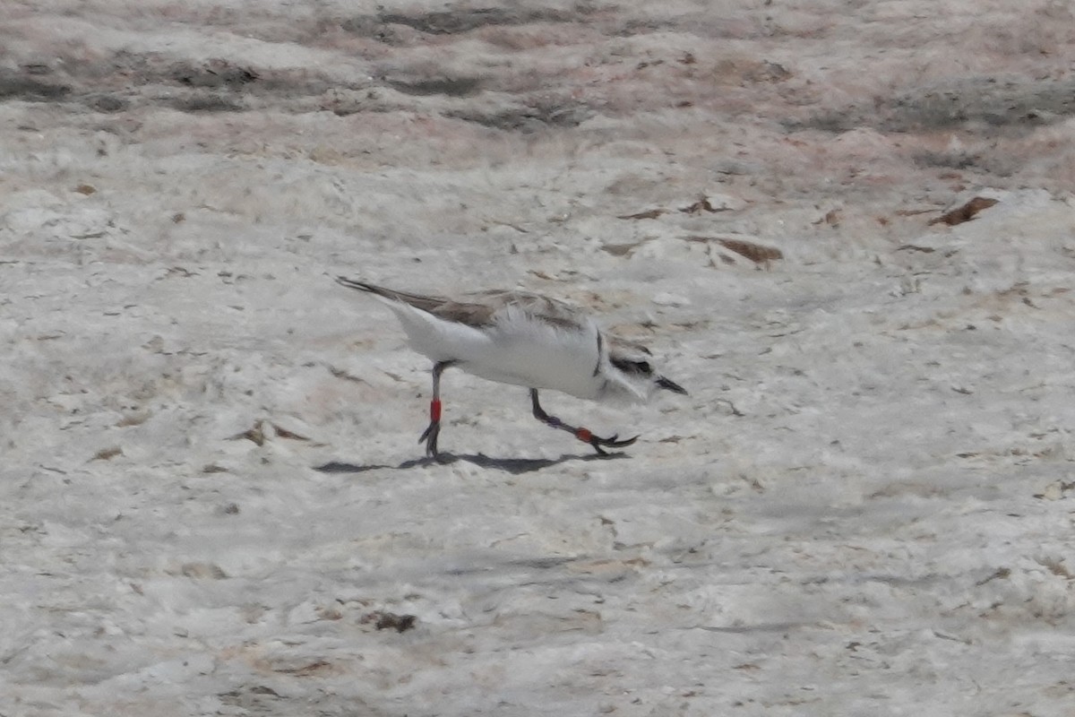 Snowy Plover - ML622056751