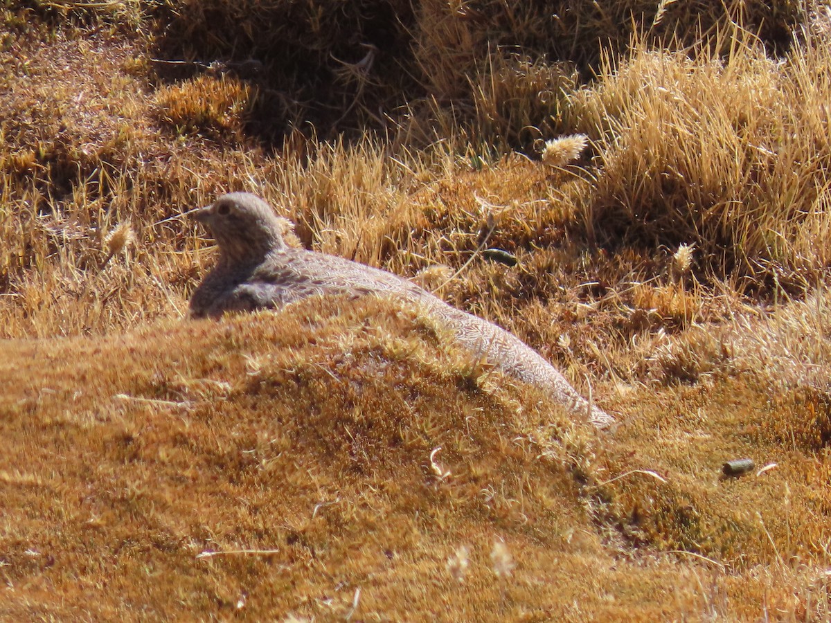 Rufous-bellied Seedsnipe - ML622056753