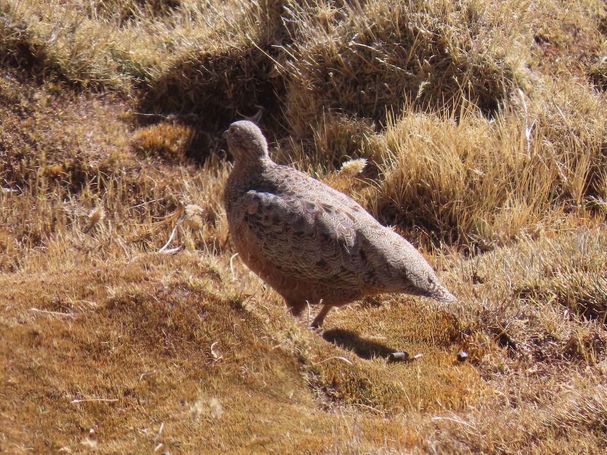 rustrypesnipe - ML622056754