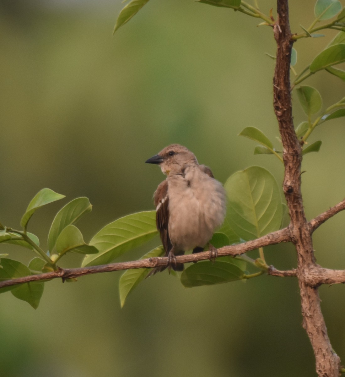 Yellow-throated Sparrow - ML622056758