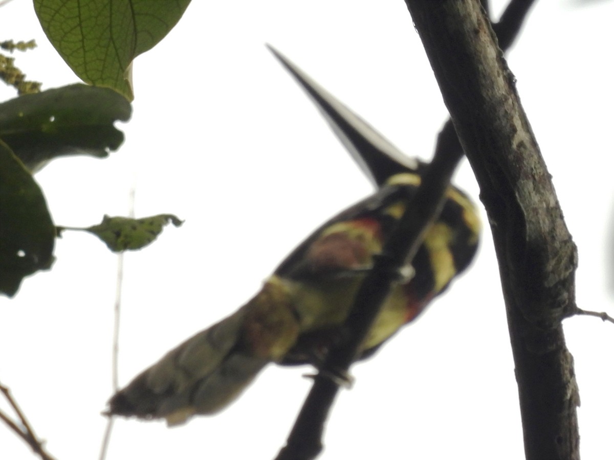 Many-banded Aracari - ML622056782