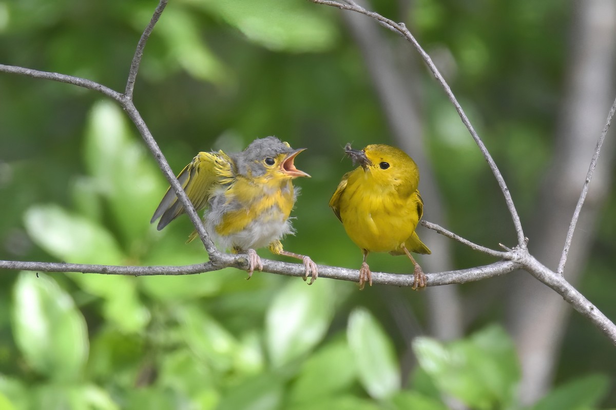 Yellow Warbler - ML622056783