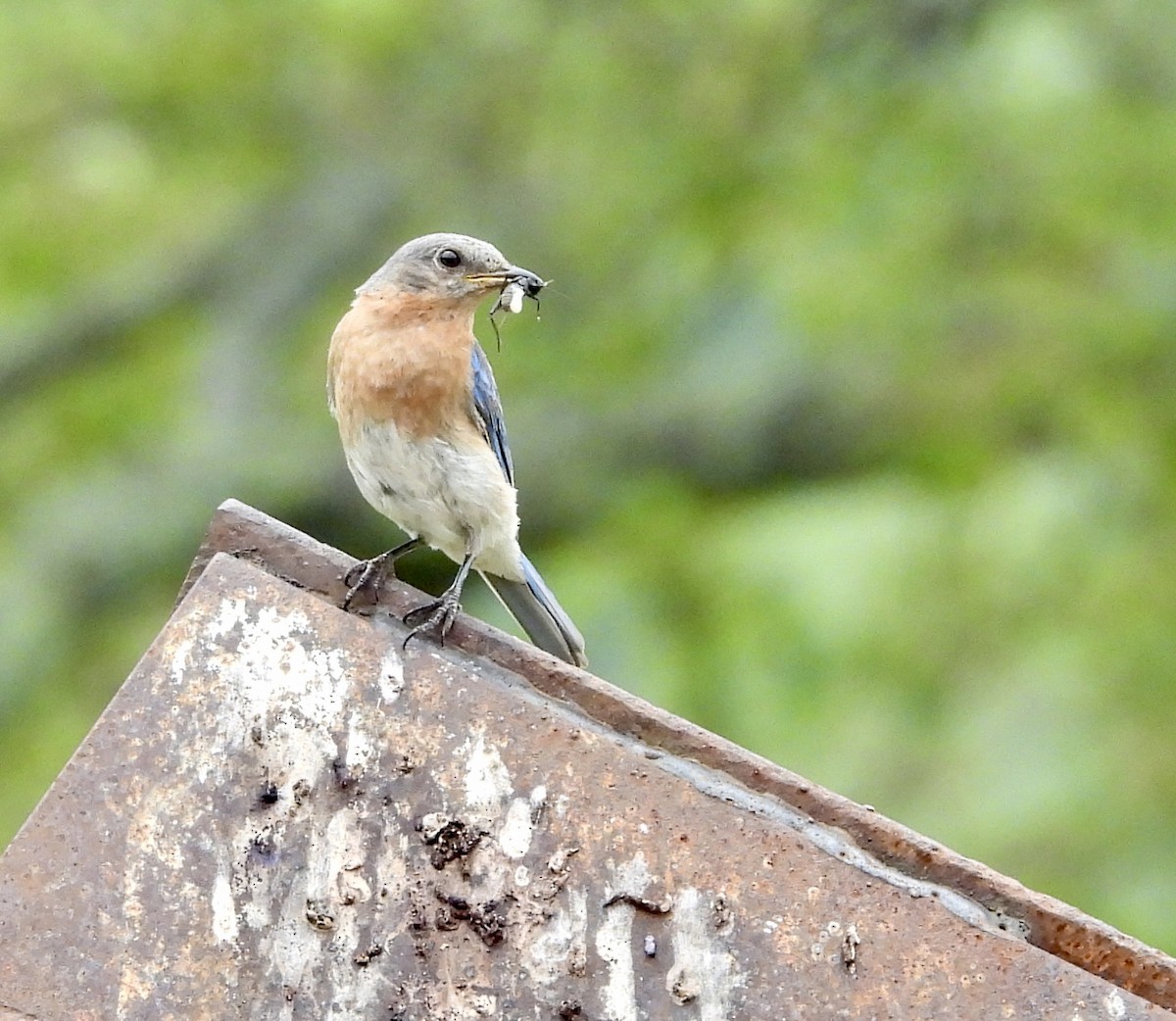 Eastern Bluebird - Stella Miller