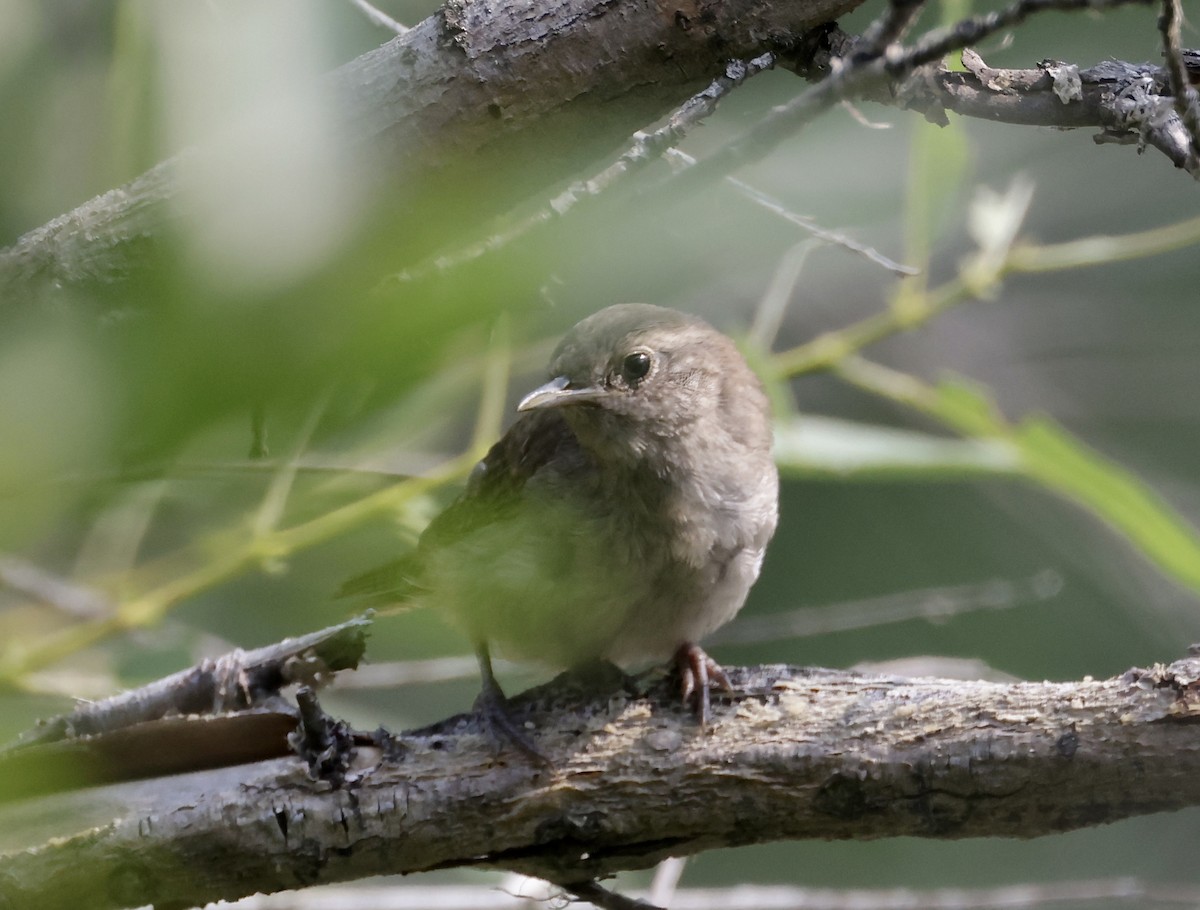 House Wren - ML622056785