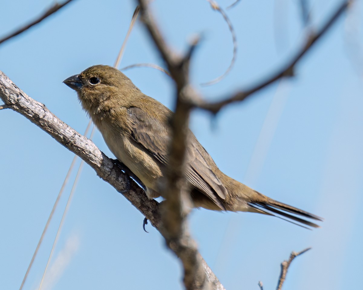 Sporophila sp. - ML622056786