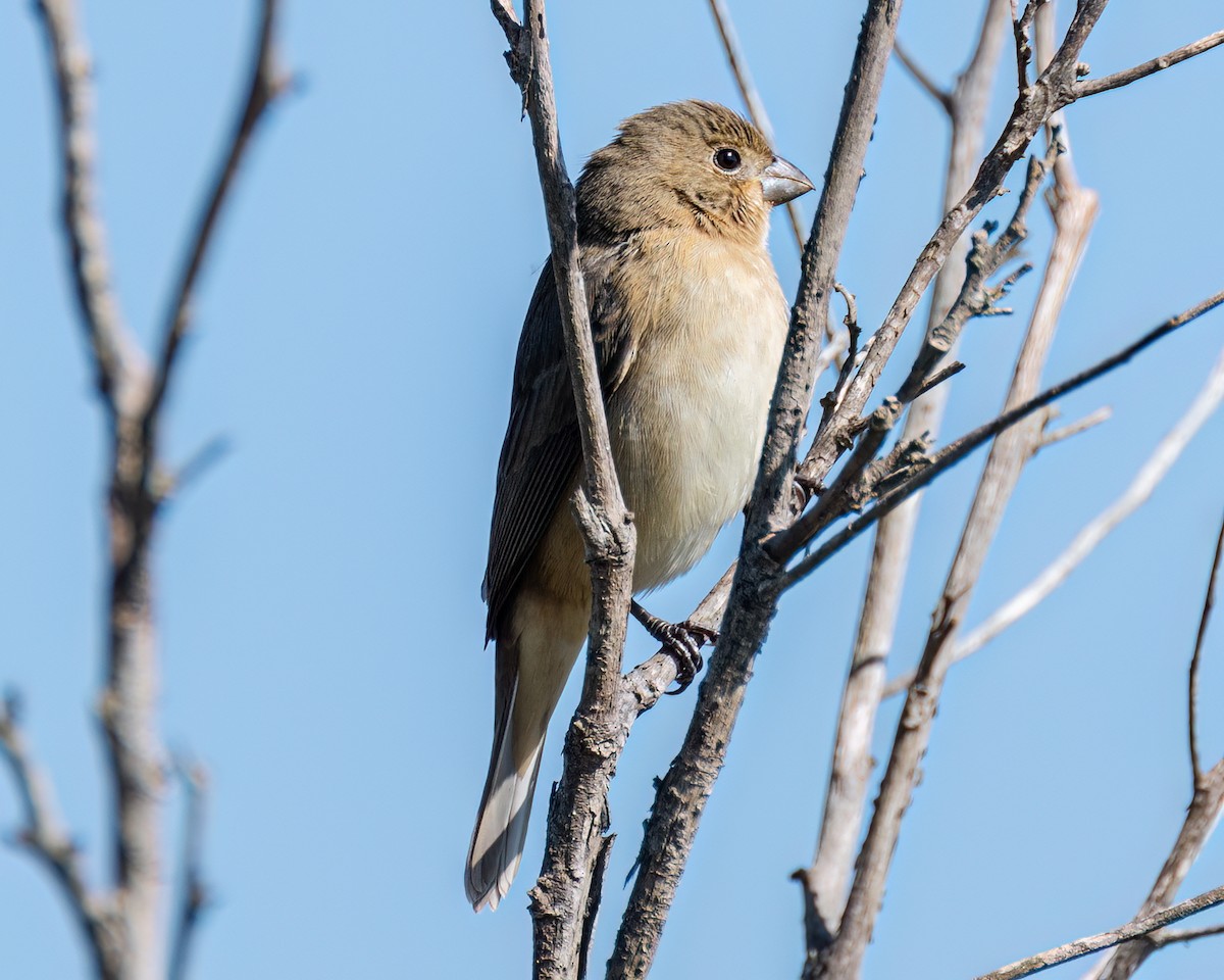 Sporophila sp. - ML622056787