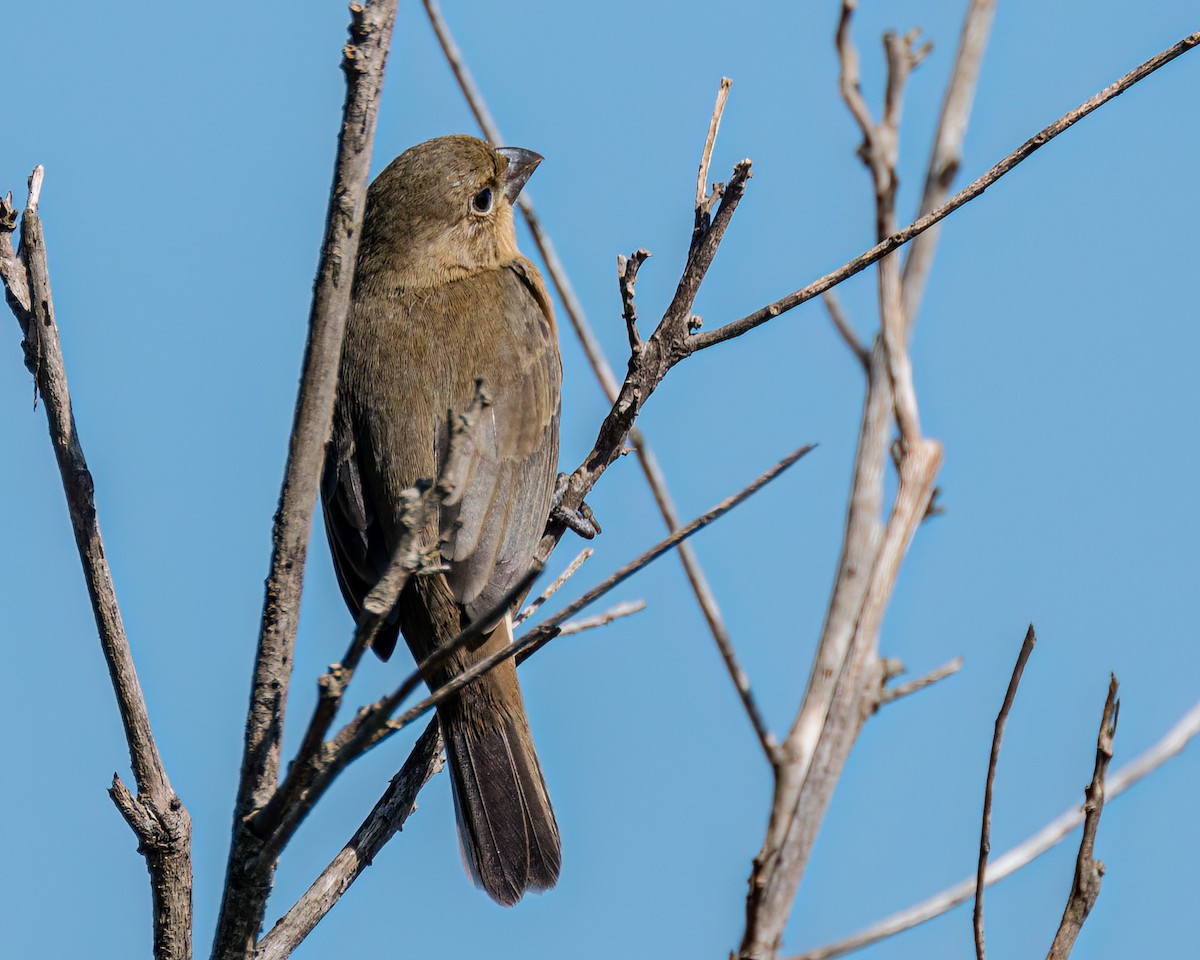 Sporophila sp. - ML622056788