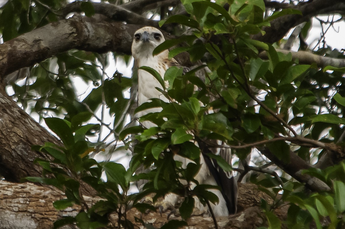 Wallace's Hawk-Eagle - ML622056789