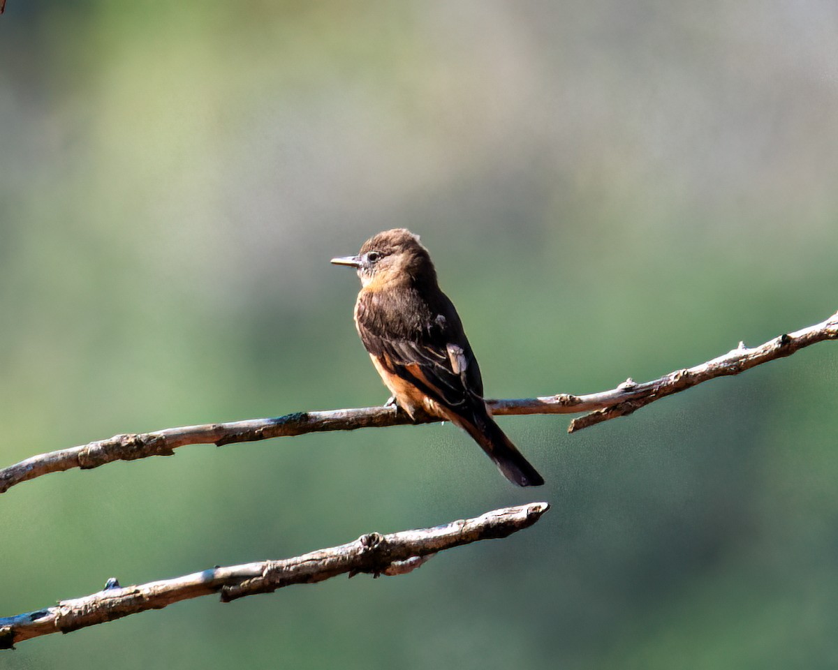 Cliff Flycatcher - ML622056790