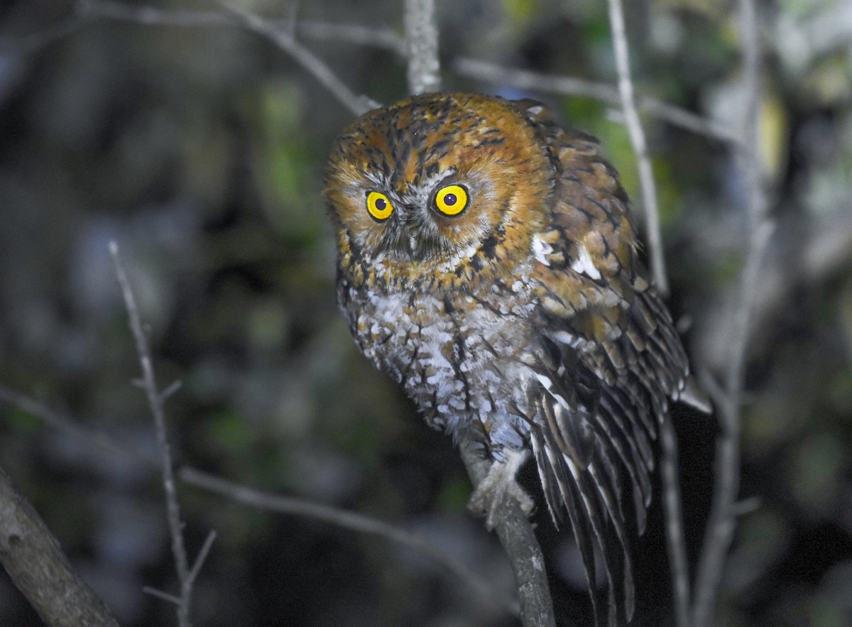 Whiskered Screech-Owl - ML622056791