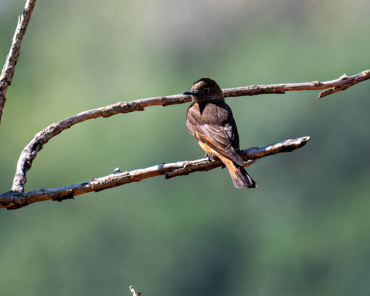 Cliff Flycatcher - ML622056792