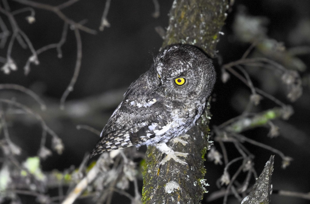 Whiskered Screech-Owl - ML622056793